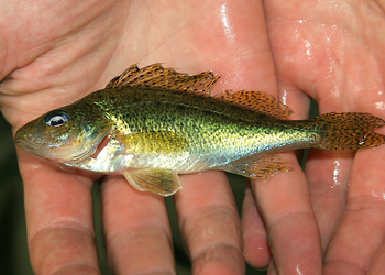 Kaulbarsch (Gymnocephalus cernuus) - © Gernot Kunz